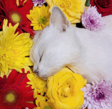 Hỏa táng thú cưng Cần Thơ