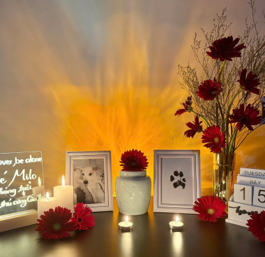 Hỏa táng thú cưng Cần Thơ – Dịch vụ uy tín phục vụ toàn miền Tây