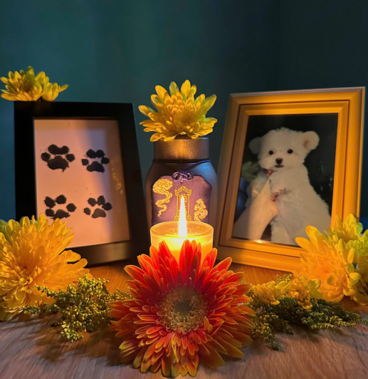 Dịch Vụ Hỏa Táng Thú Cưng Cần Thơ