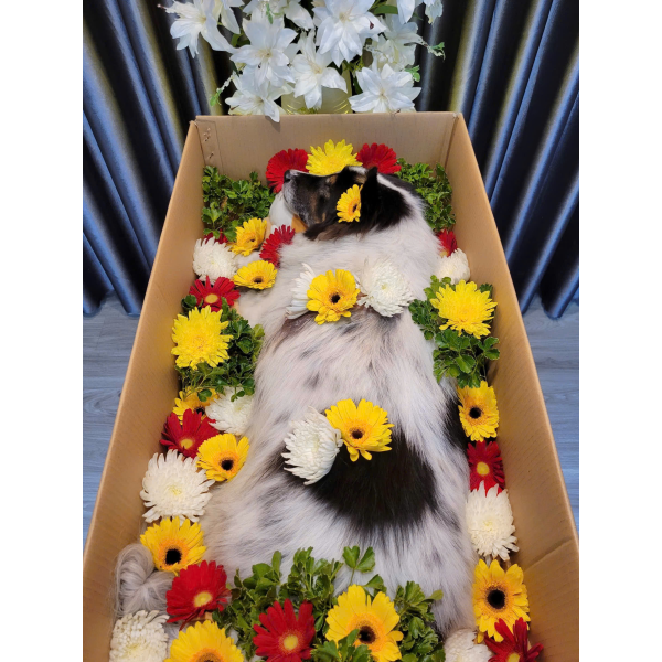 LẤY TRO NÂNG CAO