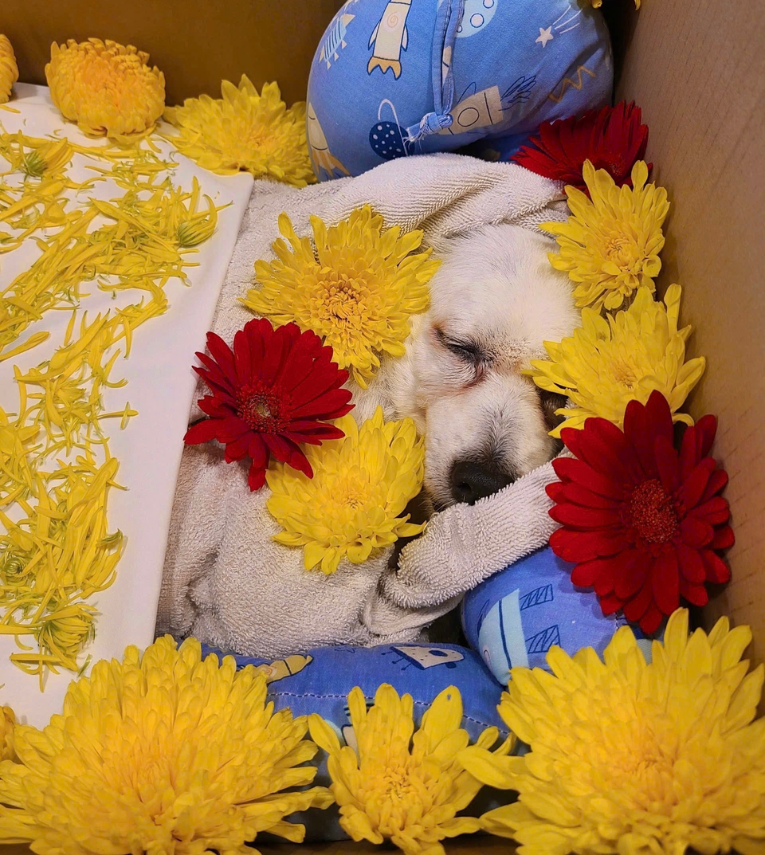 Quy trình hỏa táng