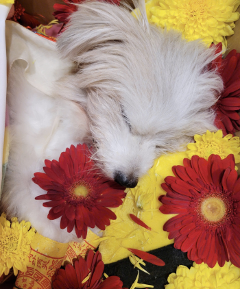 LẤY TRO TIÊU CHUẨN