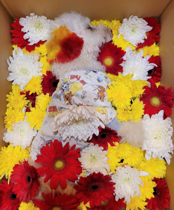 HỎA TÁNG BÌNH AN